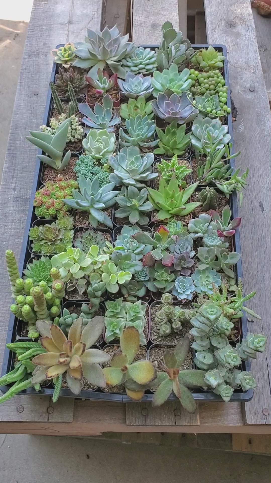 Succulent Bundle (Exact 50 2 inch plants pictured)